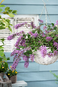 Bild von Buddleja